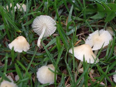 white mushrooms