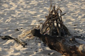 Dead Fire | by Anna Lam Sydney - Flickr